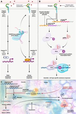 CRISPR gene editing to improve crop resistance to parasitic plants